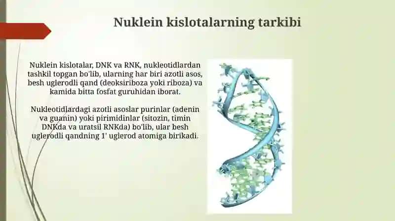 Nukleinkislotalarningtuzilishi. DNKRNK 3
