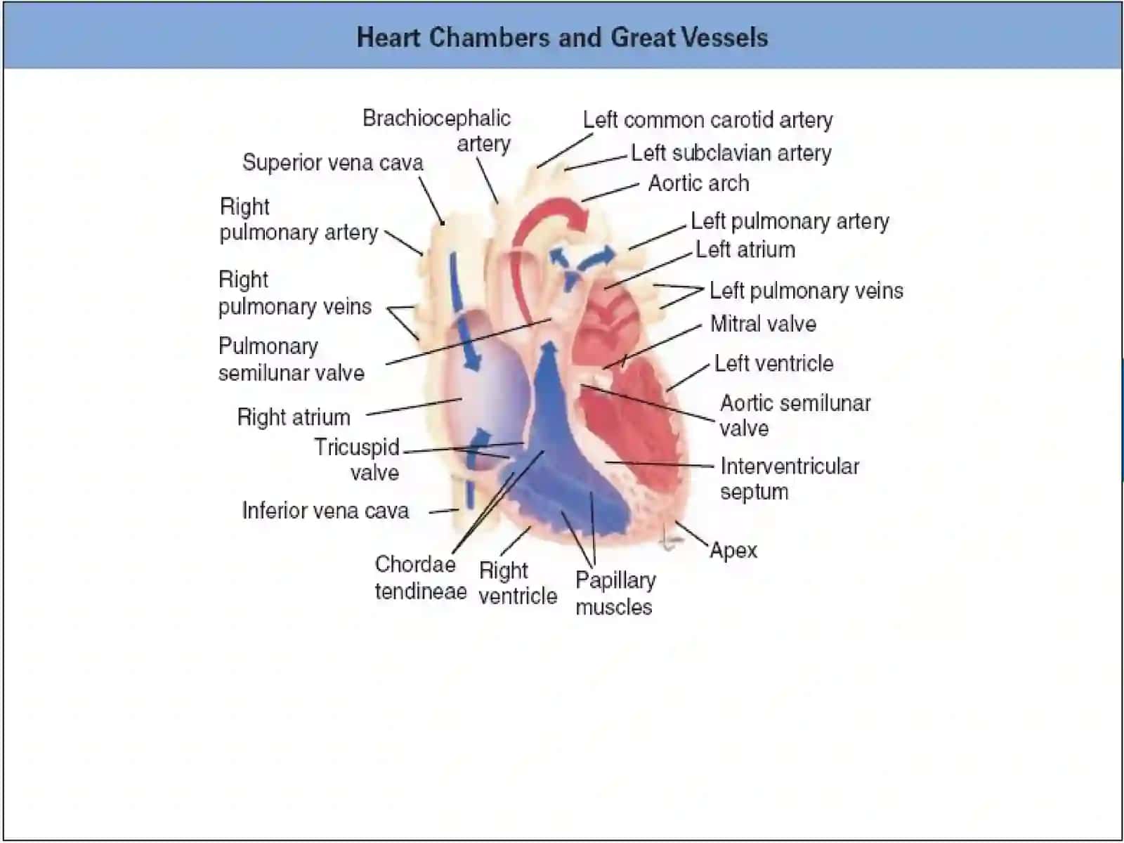 Cardiac rhythm disorders in children 3