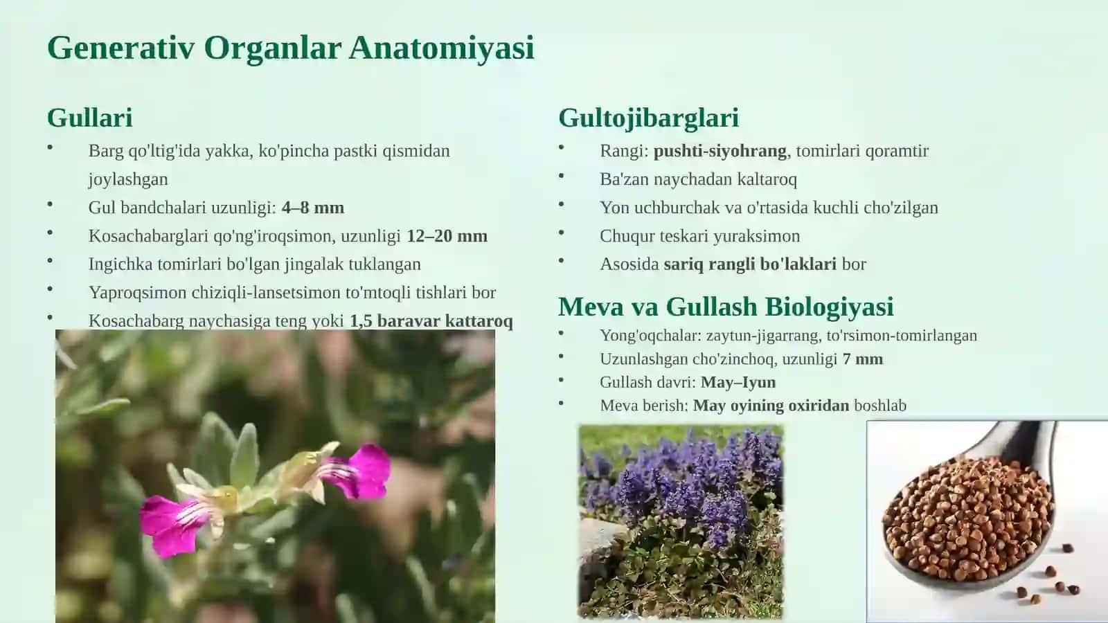 Ajuga turkestanica(Regel) Briq 3