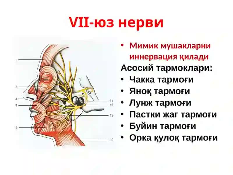Юз нерви зарарланиши 3