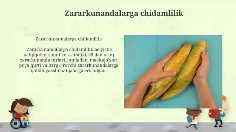 Makkajo'xori tur xillarini o'rganish 3