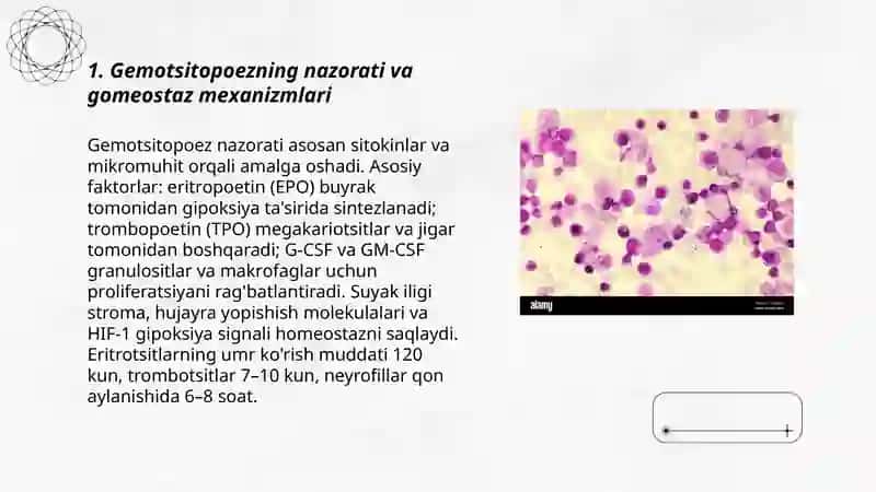 Gemotsitopoez jarayonining boshqariluvi 3