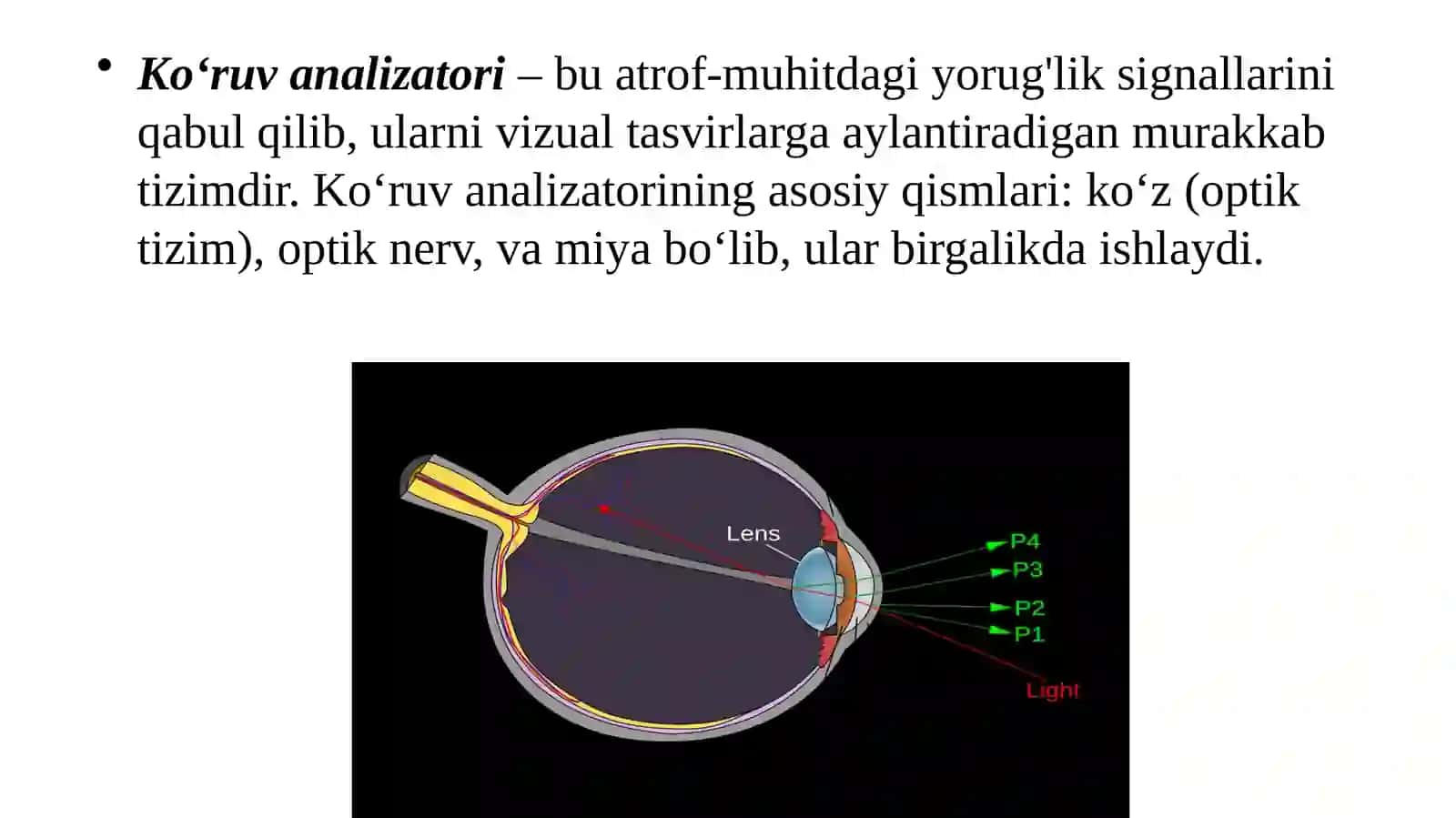 Koʻrish analizatori 3