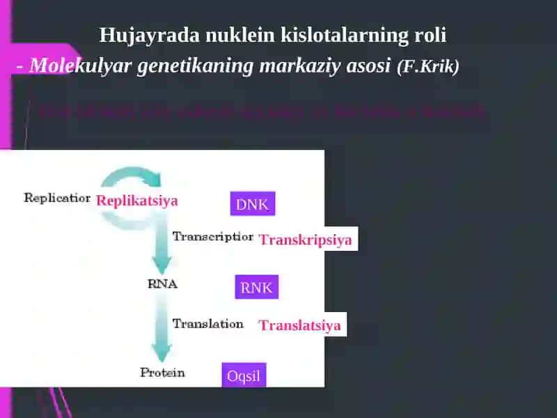NUKLEIN KISLOTALAR TUZILISHI VA FUNKSIYALARI 3