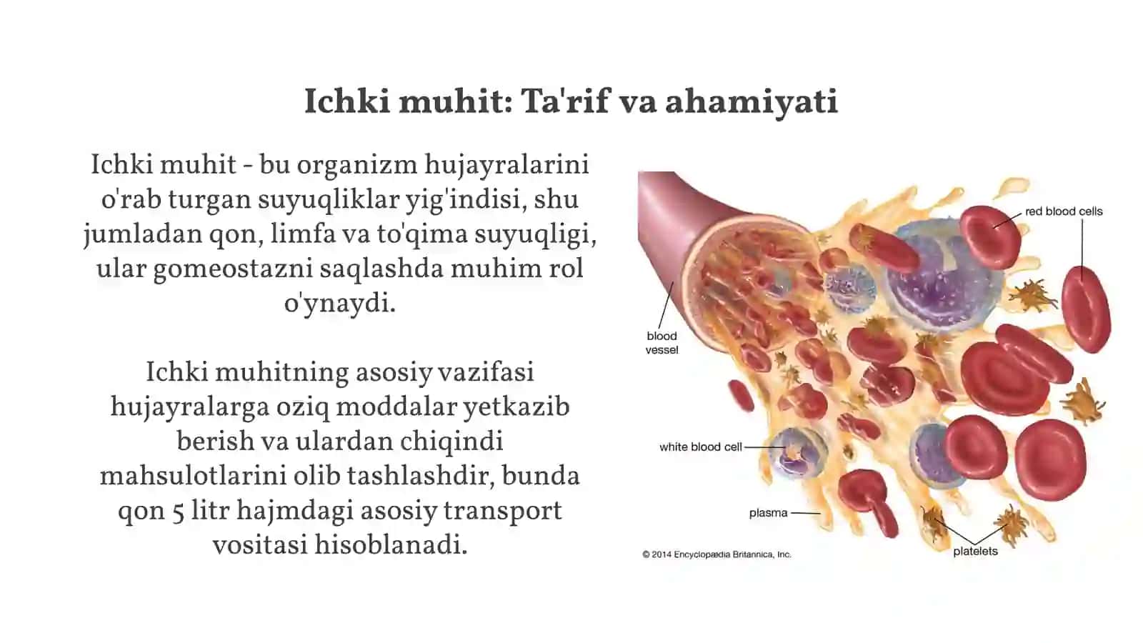 Ichki muhit to'qimasi. Qon 3