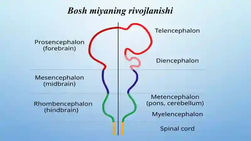 Bosh miya nervlari 3