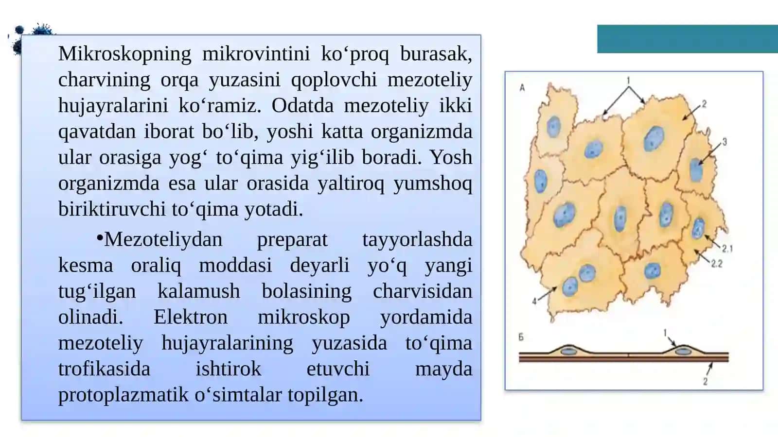 Bir qavatli epiteliy 3