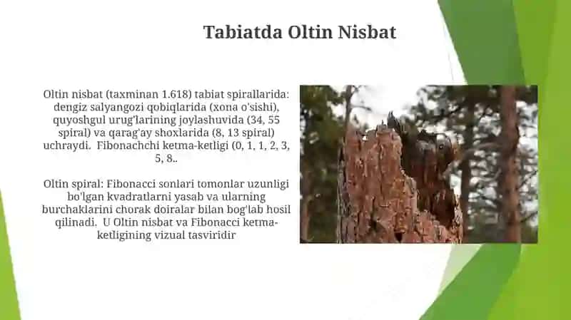 Oltin kesim-Fibonachi sonlari 3