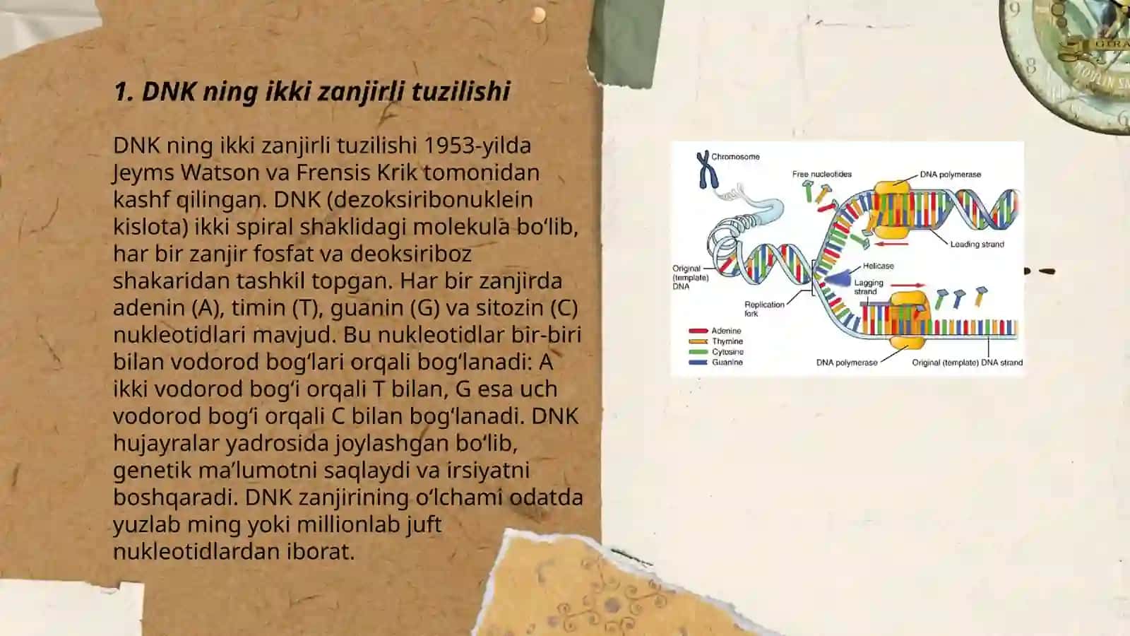 DNK replekatsiyasi 3