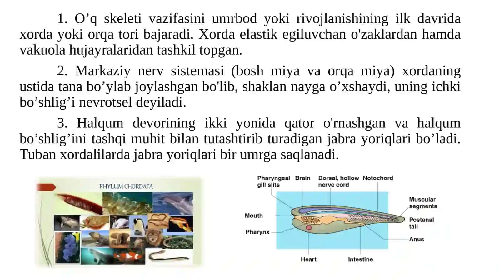 XORDALILAR TIPI 3