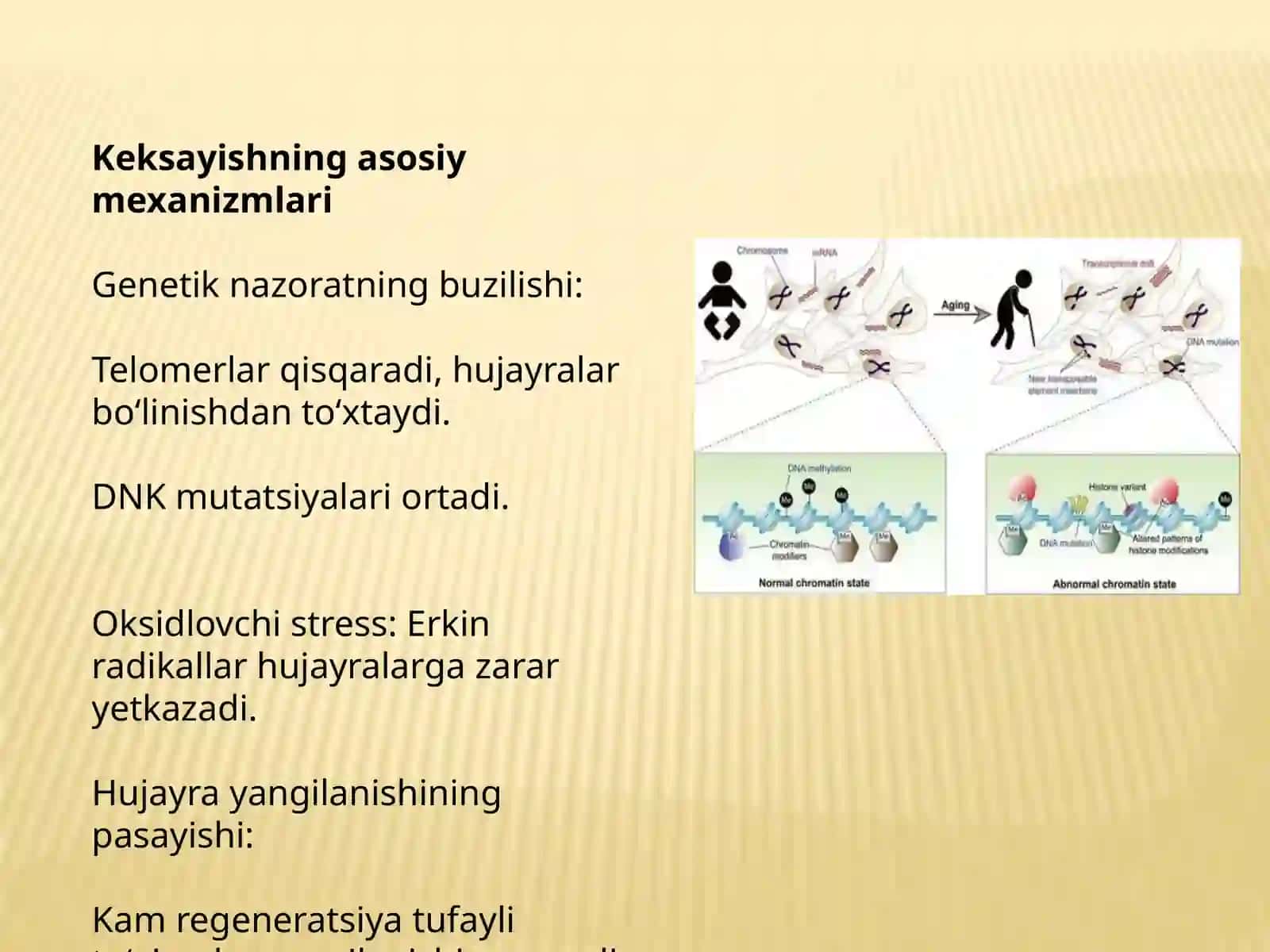 Organizmdagi keksayish davriga xos o'zgarishlar 3
