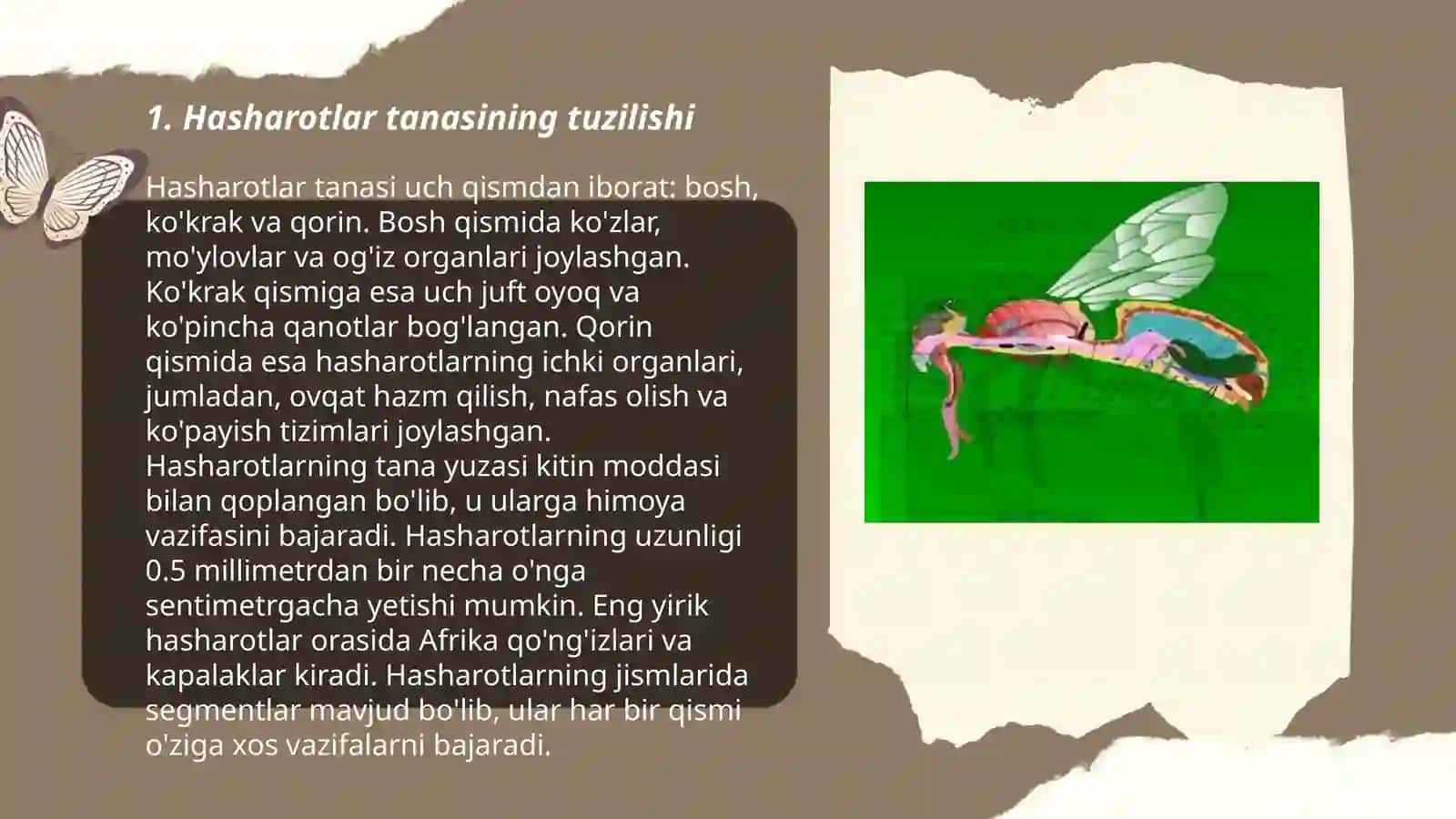 Hasharotlar morfologiyasi 3