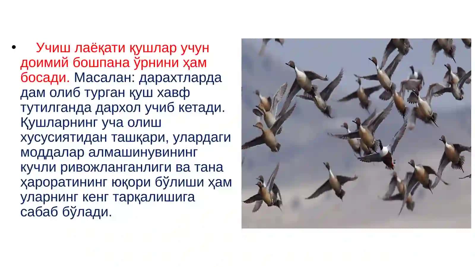 Қушлар экологияси 3