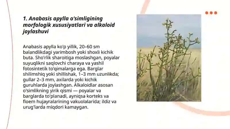 Anabasis apylla oʻsimligi alkaloidlari 3