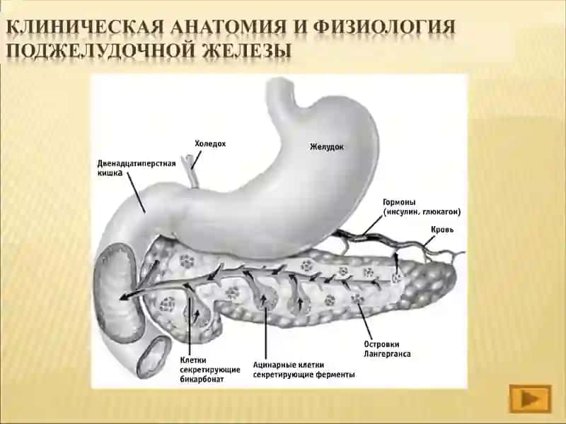 Поджелудочная железа (ПЖ) 3