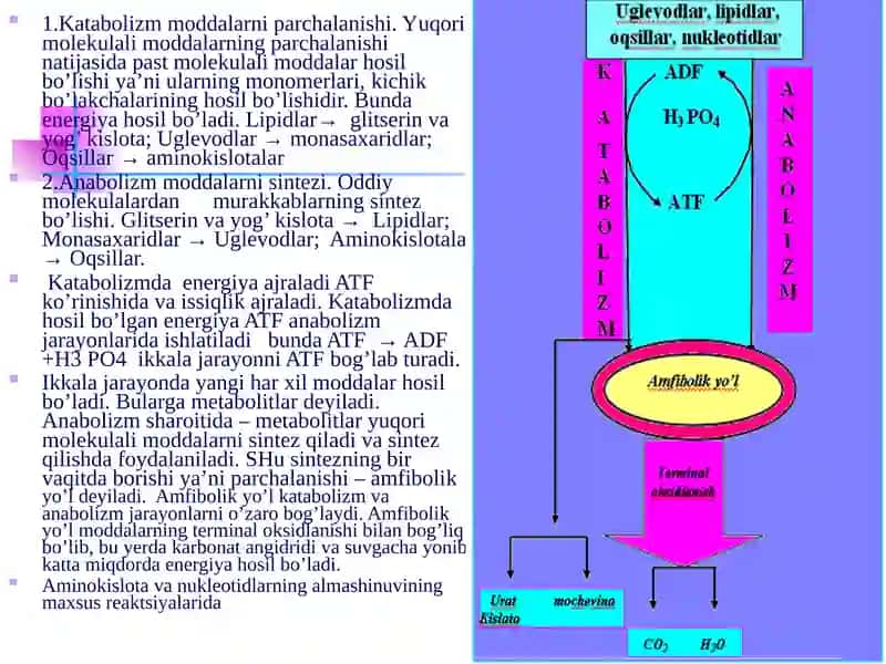 Bioenergetika va metabolizm 3