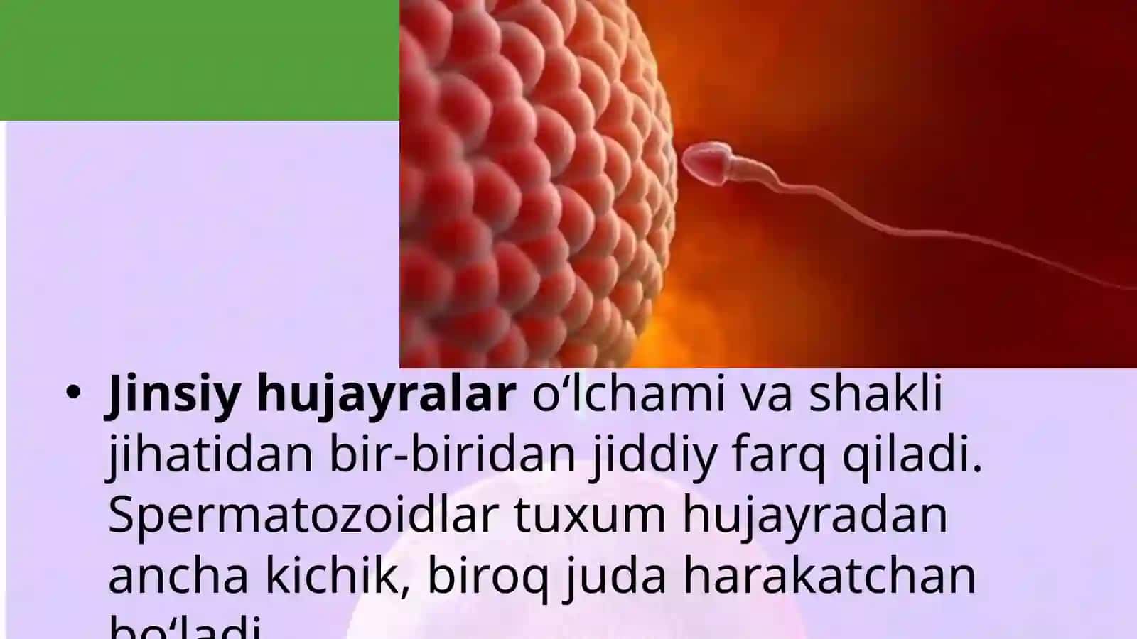Jinsiyko‘payish biologiyasi 3