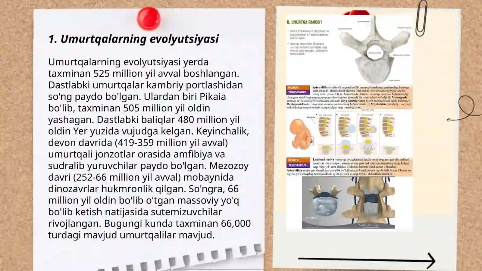 Umurtqalarning sohalari bo'yicha xususiyatlar 3