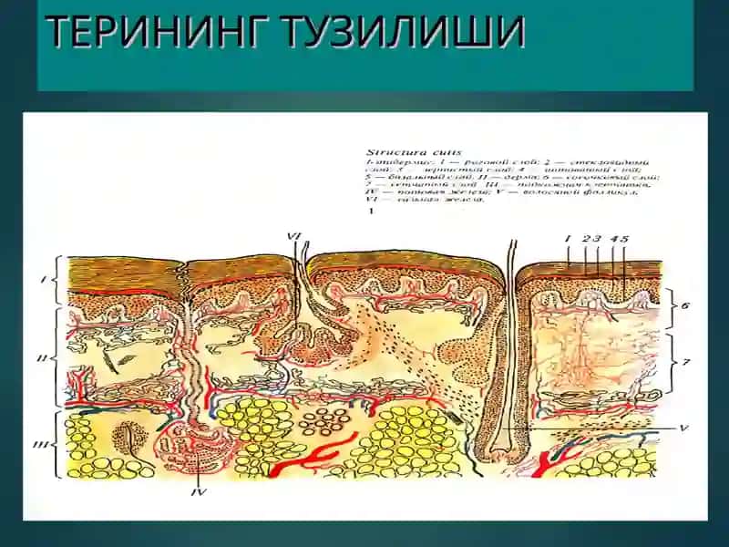 Терининг тузилиши, морфологик элементлари 3