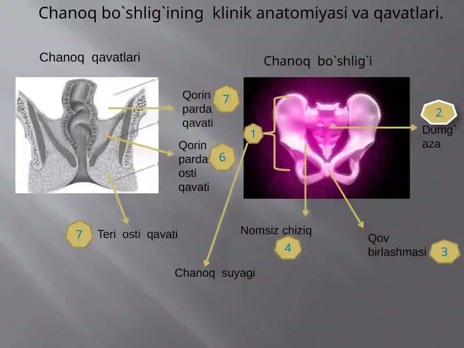 Chanoqsohasining klinika anatomiyasi 3