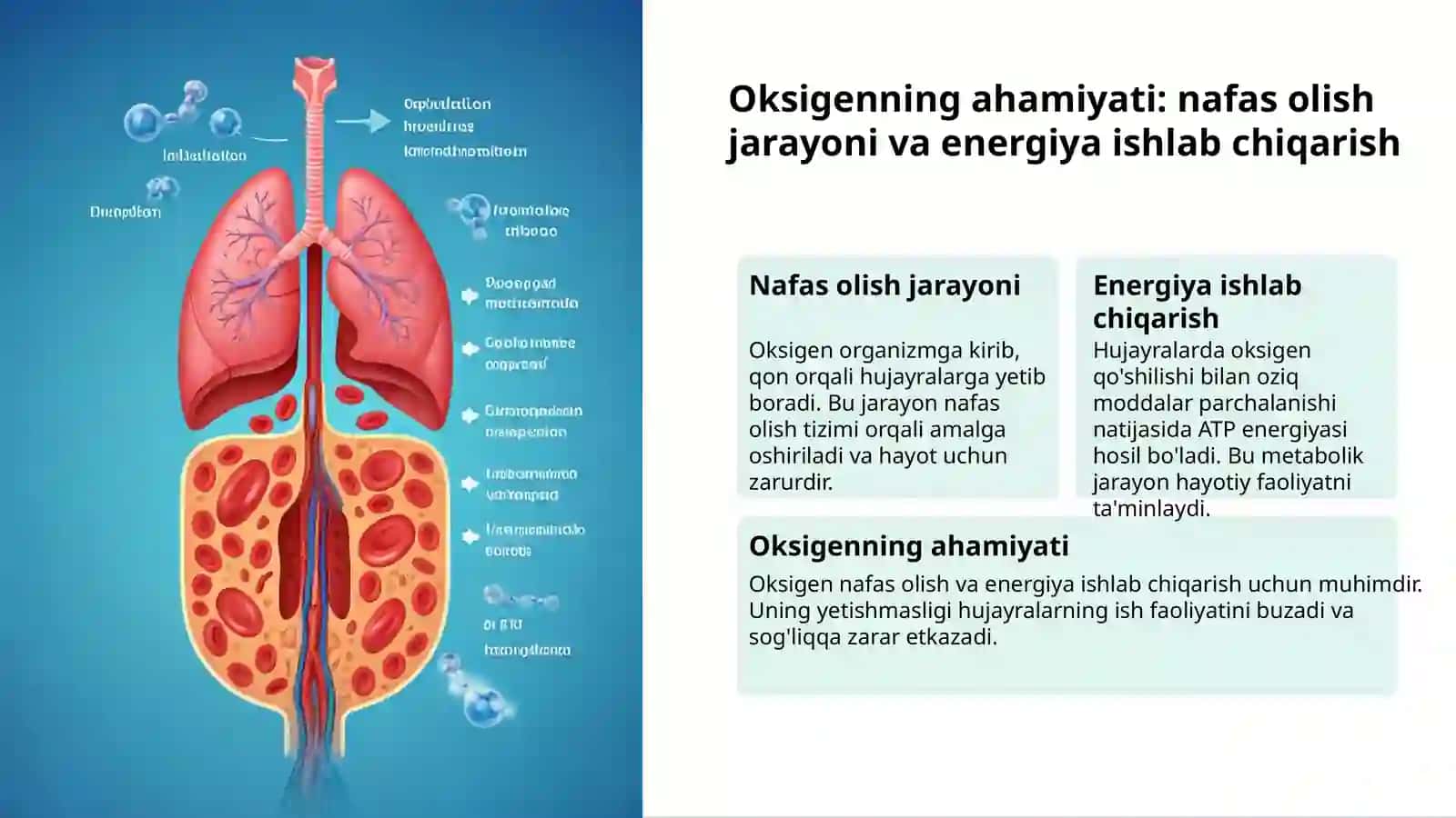 Biogen elementlar: hayotning asosiy quruvchilari 3