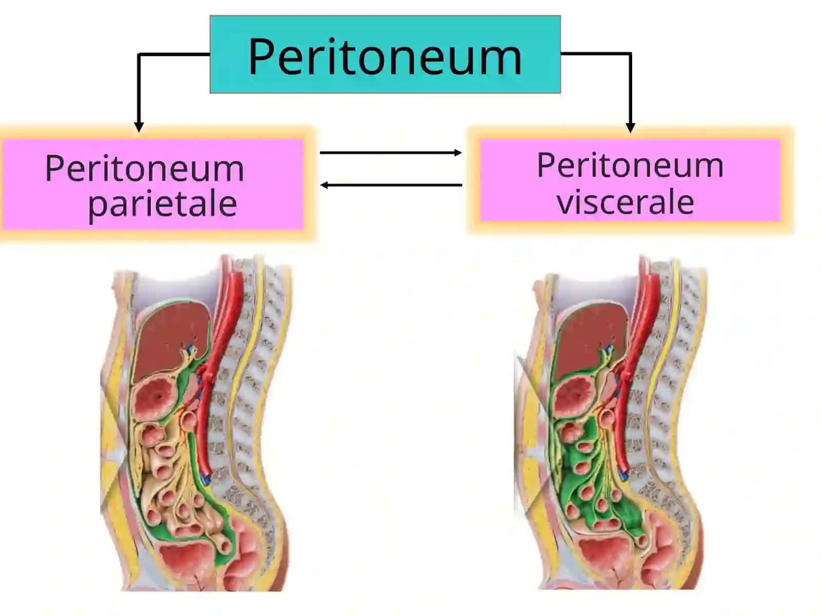 Peritoneum 3