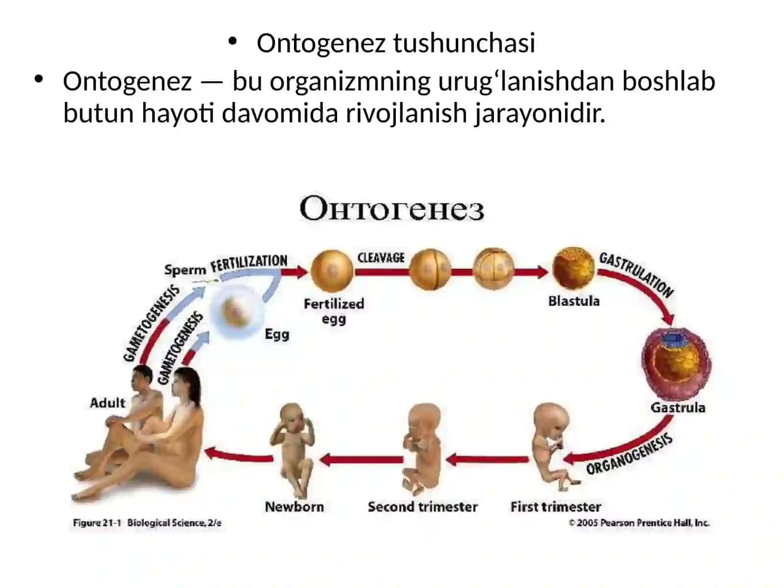 Asab tiziminin embrional rivojlanishi 3