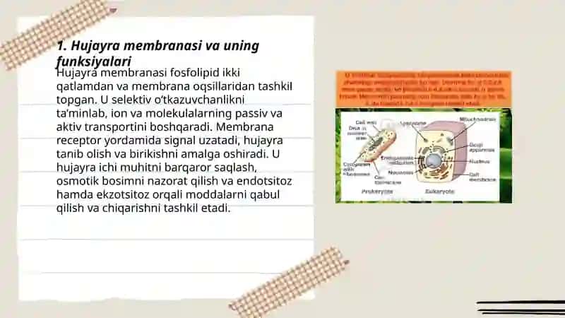 Hujayraning umumiy tuzilishi 3