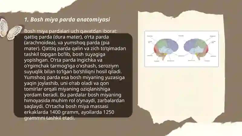 Bosh miya va orqa miyani urab turuvchi pardalar 3