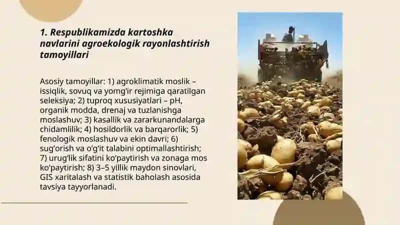 Rayonlashtirish Kartoshka Navlari 3