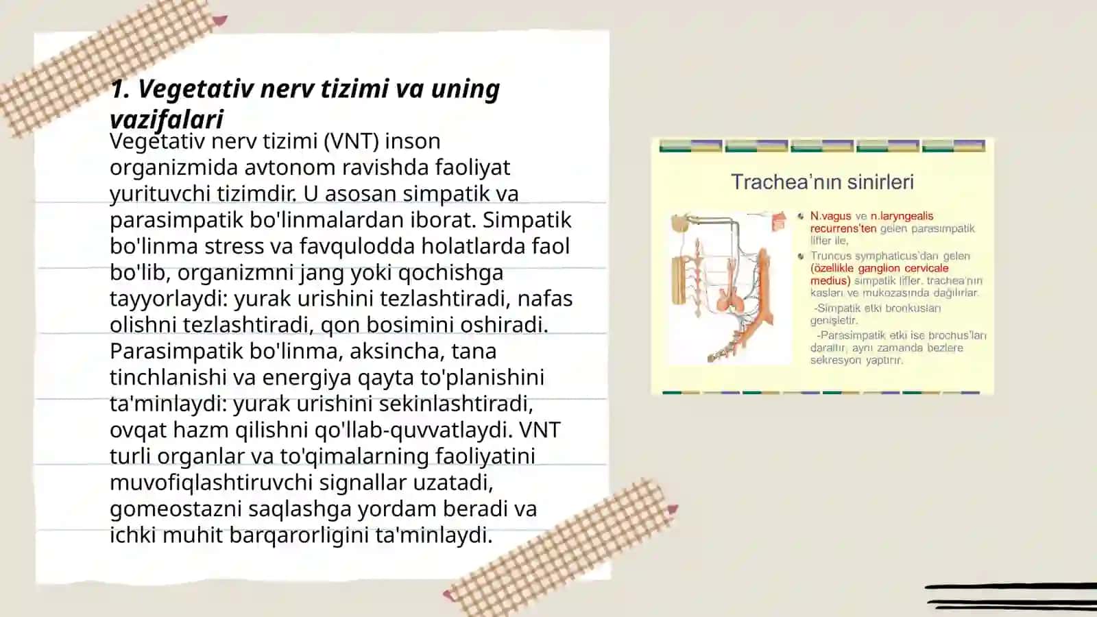 Vegetativ nerv tizimining simpatik va parasimpatik qismi 3