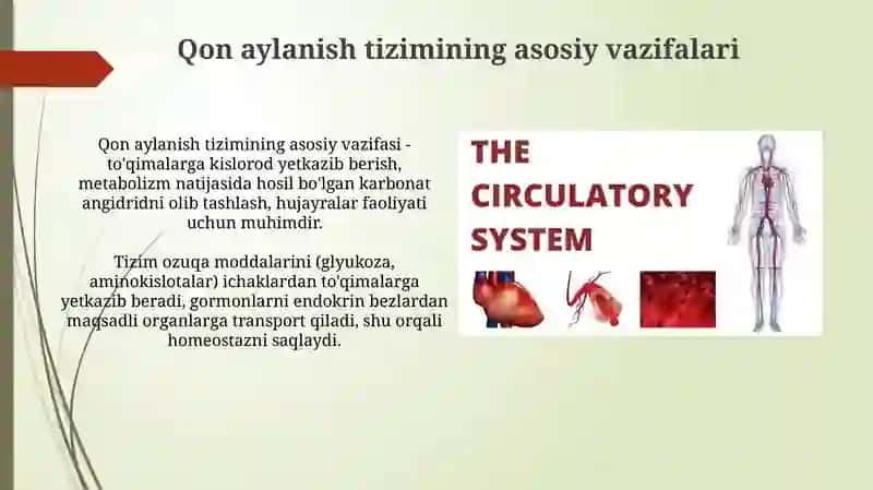 Qon aylanish tizimining asoslari 3
