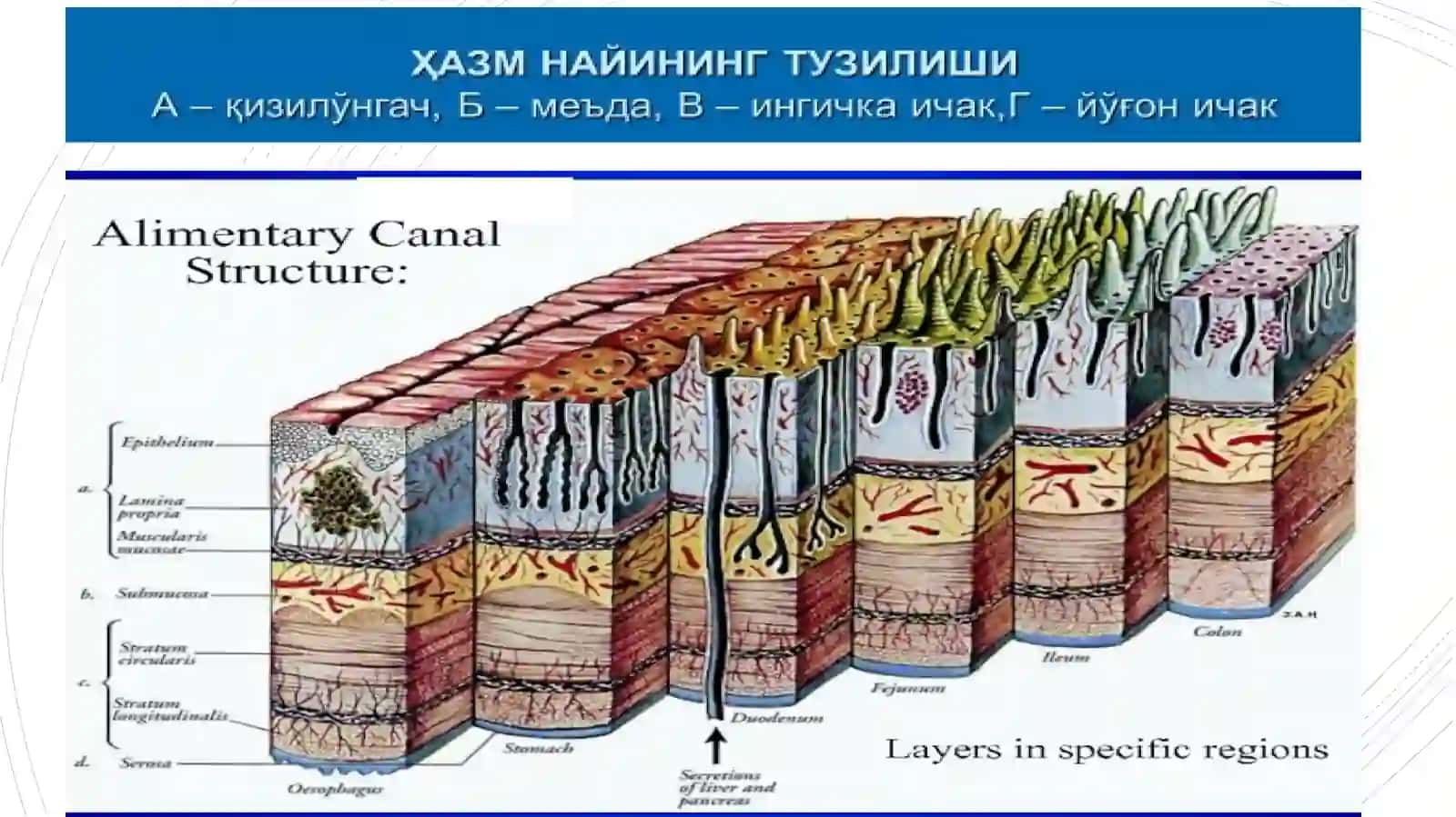 ҚИЗИЛЎНГАЧ, МЕЪДА ВАИЧАКЛАР 3