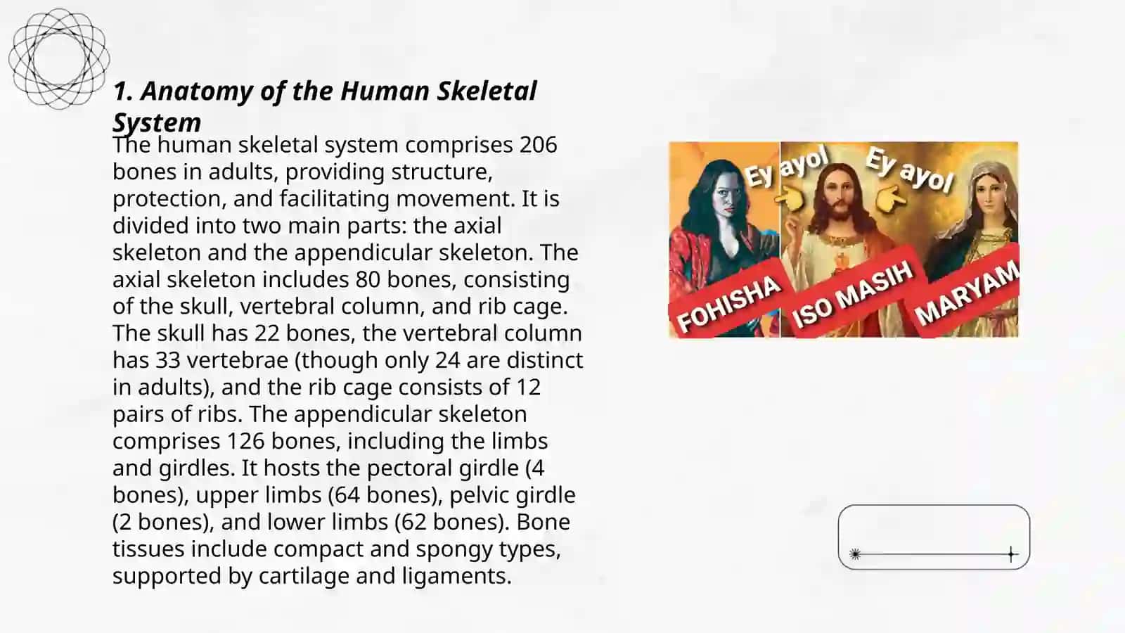 The skeletal system of a human being 3