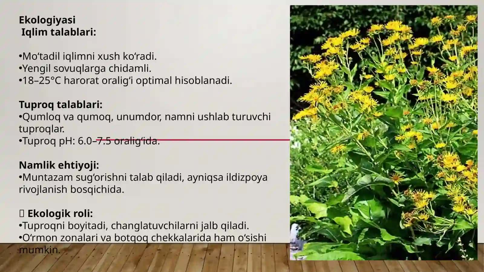 Balandbo‘yliandiz (Inula helenium L.) 3