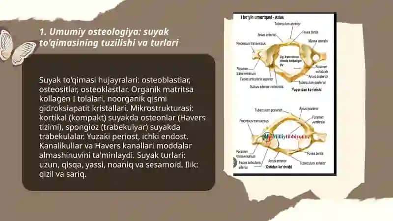 Umumiy osteologiya 3