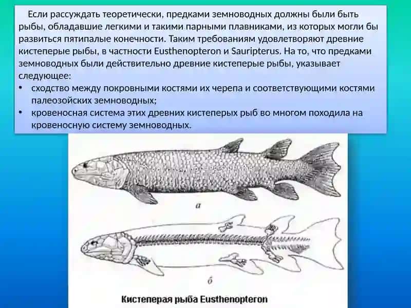 Эволюция земноводных 3