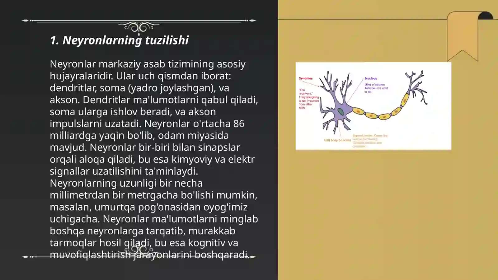 Neyronlarning tuzilishi 3