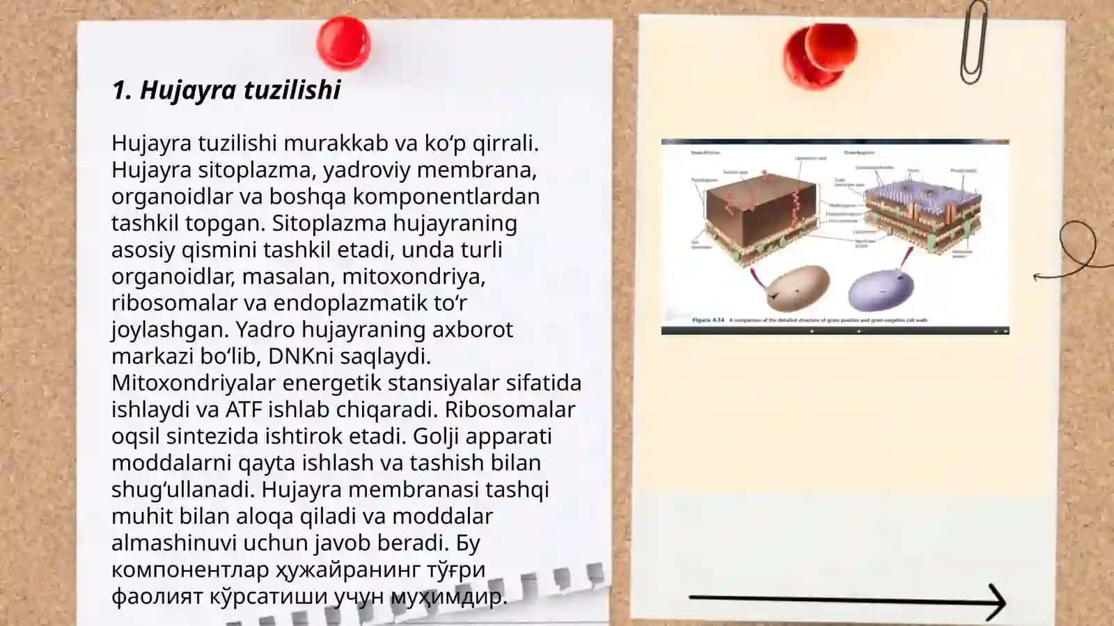 Hujayra va uning tuzilishi 3