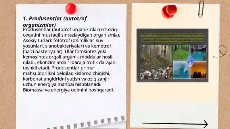 Organizmlarning ekologik guruhlari 3