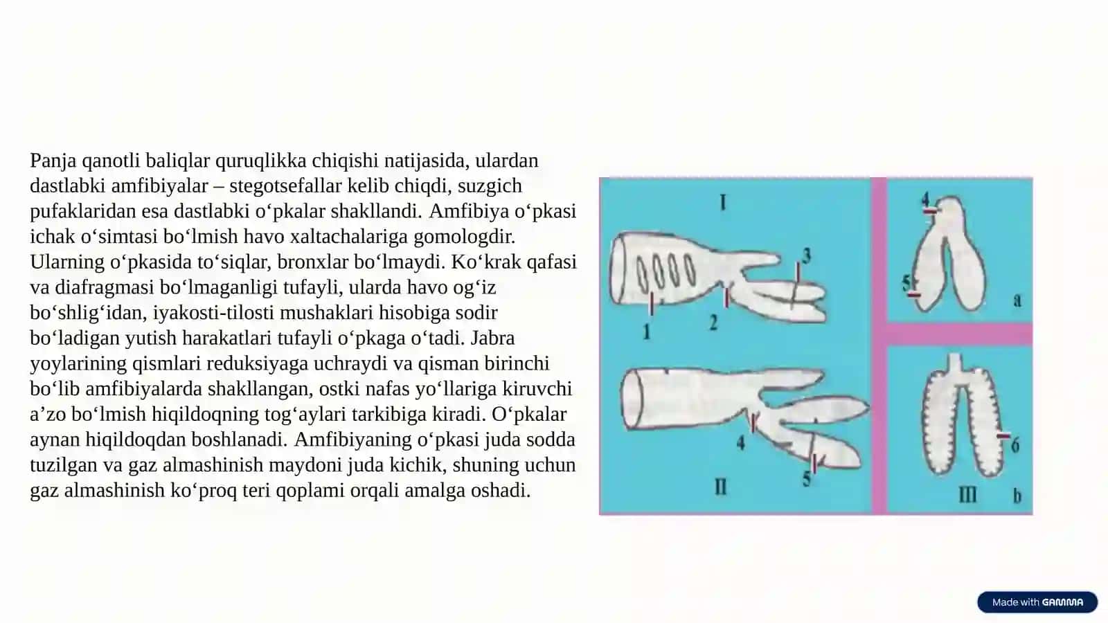 Nafas olish va Jinsiy Tizim Onto-Filogenezi 3