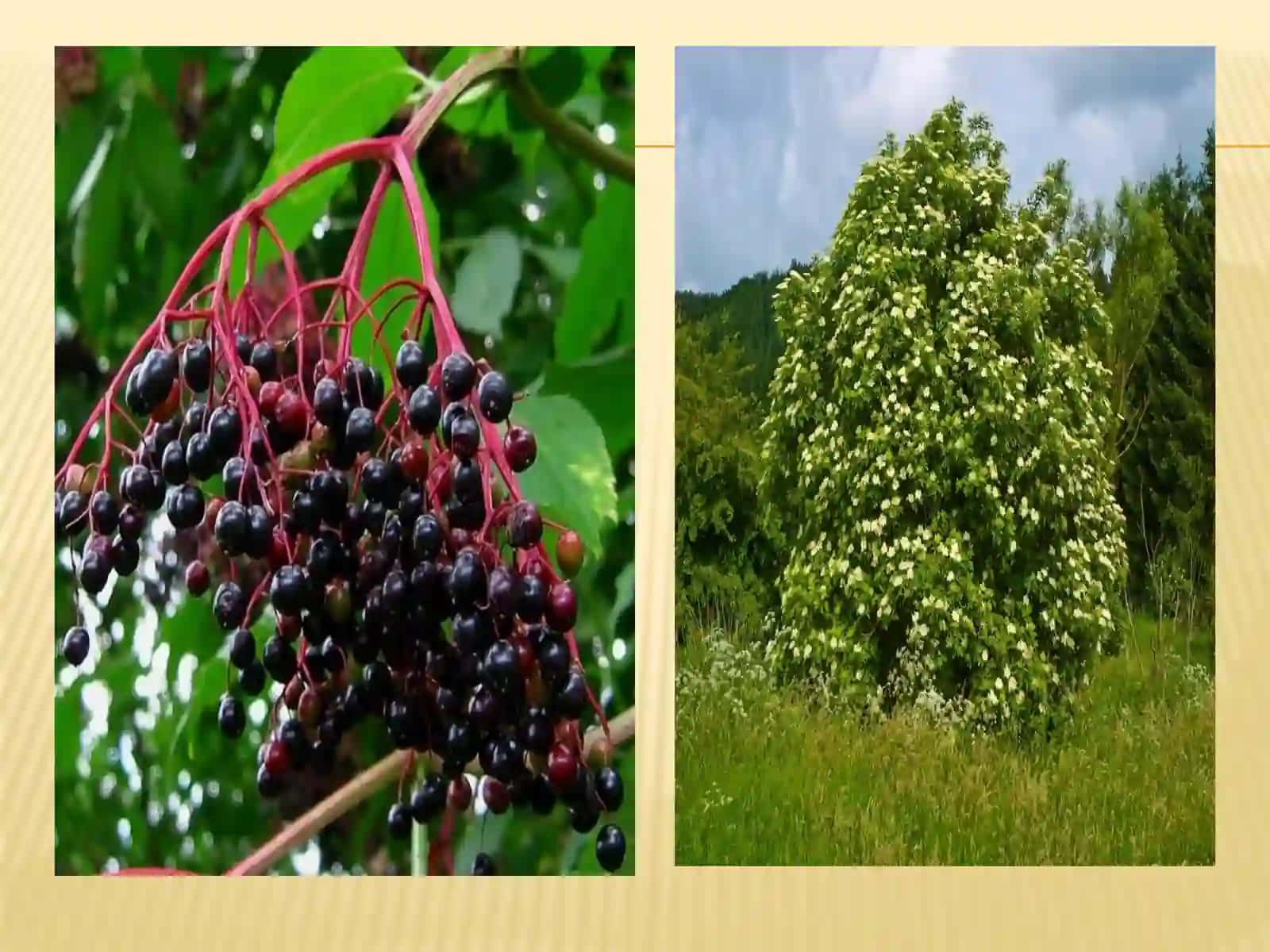 Qoramarjon daraxt (Buzinachernaya) 3