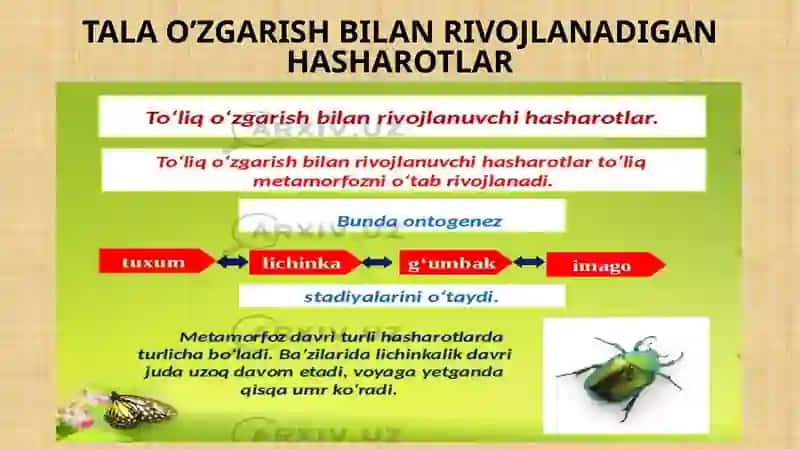 Hashoratlarning rivojlanishi 3