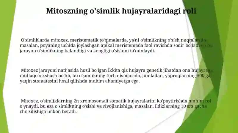 O'simliklarda Amitoz, Mitoz va Meyoz Ahamiyati 3