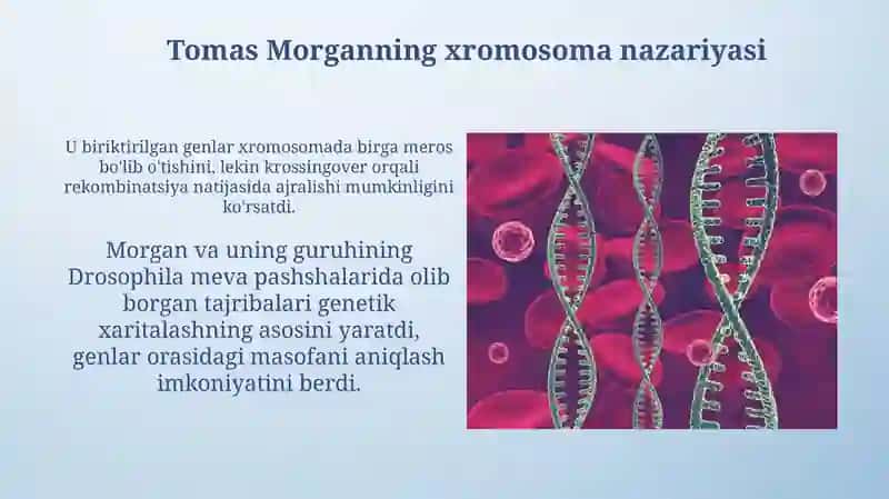 Tomas Morganning xromosoma nazariyasi 3