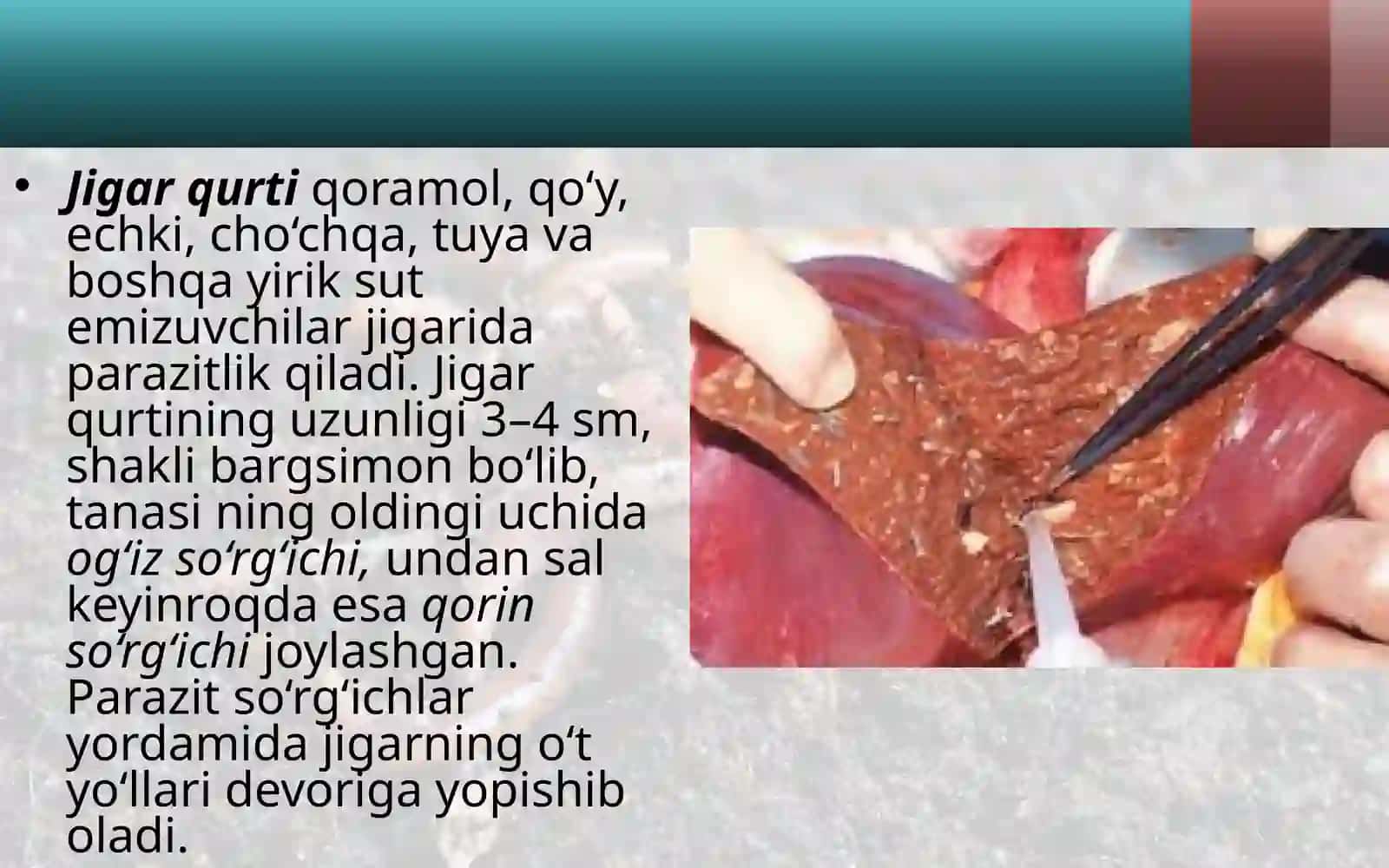 Yassi chuvalchang tipi soʻrgʻichli va tasmasimon chuvalchanglar sinfi 3