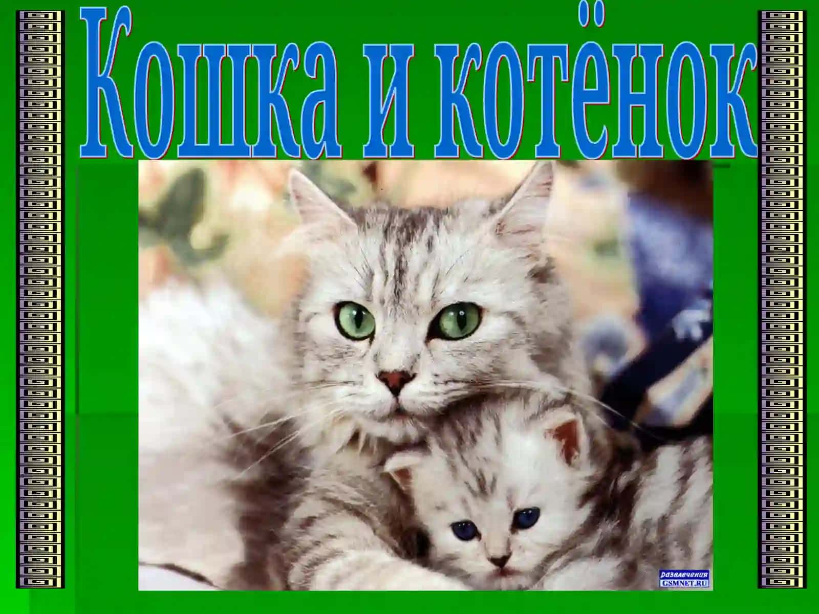 Корова 3