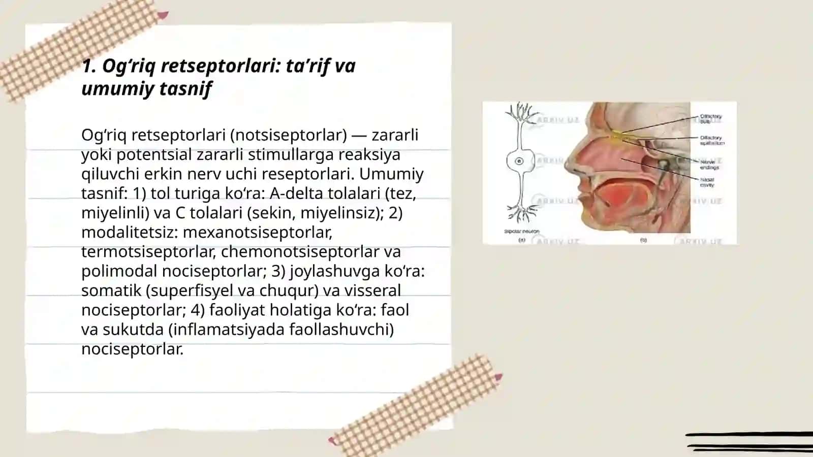 Og‘riq retseptorlari: taʼrif va umumiy tasnif 3