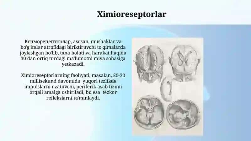 Sezgi a'zolarning anatomiyasi 3