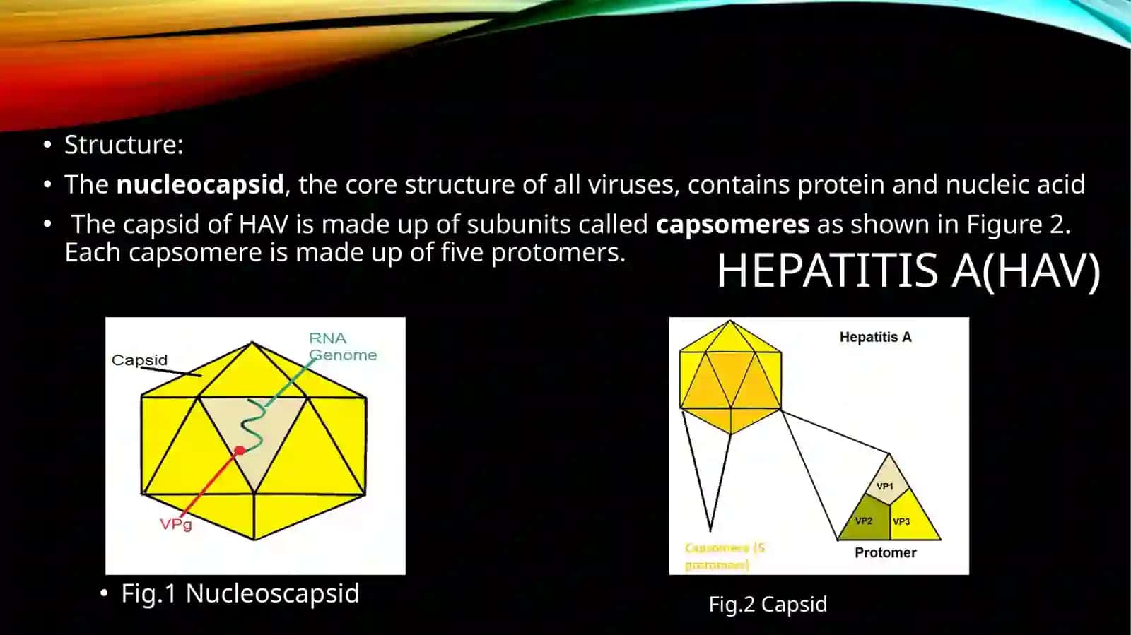 Hepatitesvirus 3